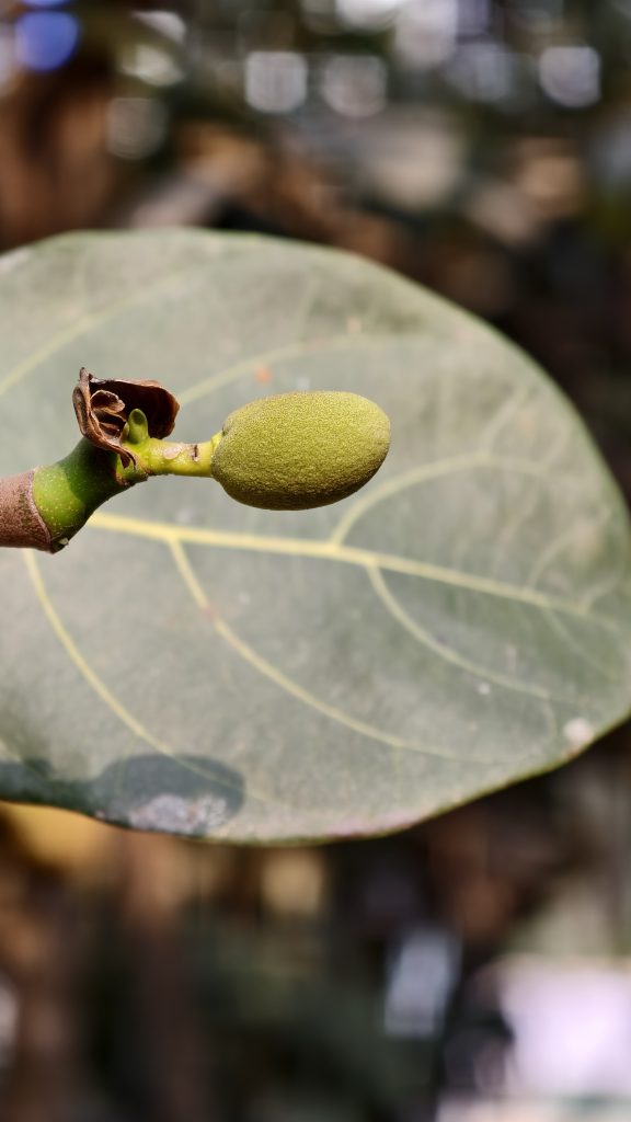 A tiny green immature jackfruit grows on a branch next to a large, dusty green leaf with visible yellow veins.