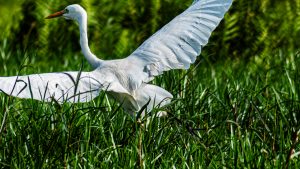 A vibrant action photograph of a white cattle egret with its wings fully spread, captured as it lands or takes off among dense green marsh grasses.