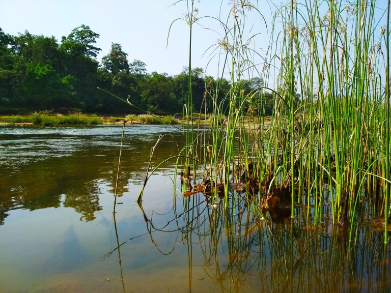 Tall green reeds grow out of calm water, reflecting the sky, with a river, distant trees, and a clear sky in the background.