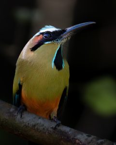 A close-up of a brightly colored bird perched on a branch.