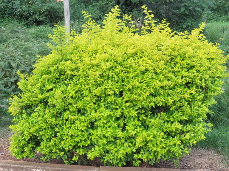Large rounded bush with dense lime-green leaves standing out against darker surrounding greenery.