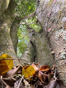 A ground-level view looking up at large tree trunks with moss and lichen, and green leaves above.