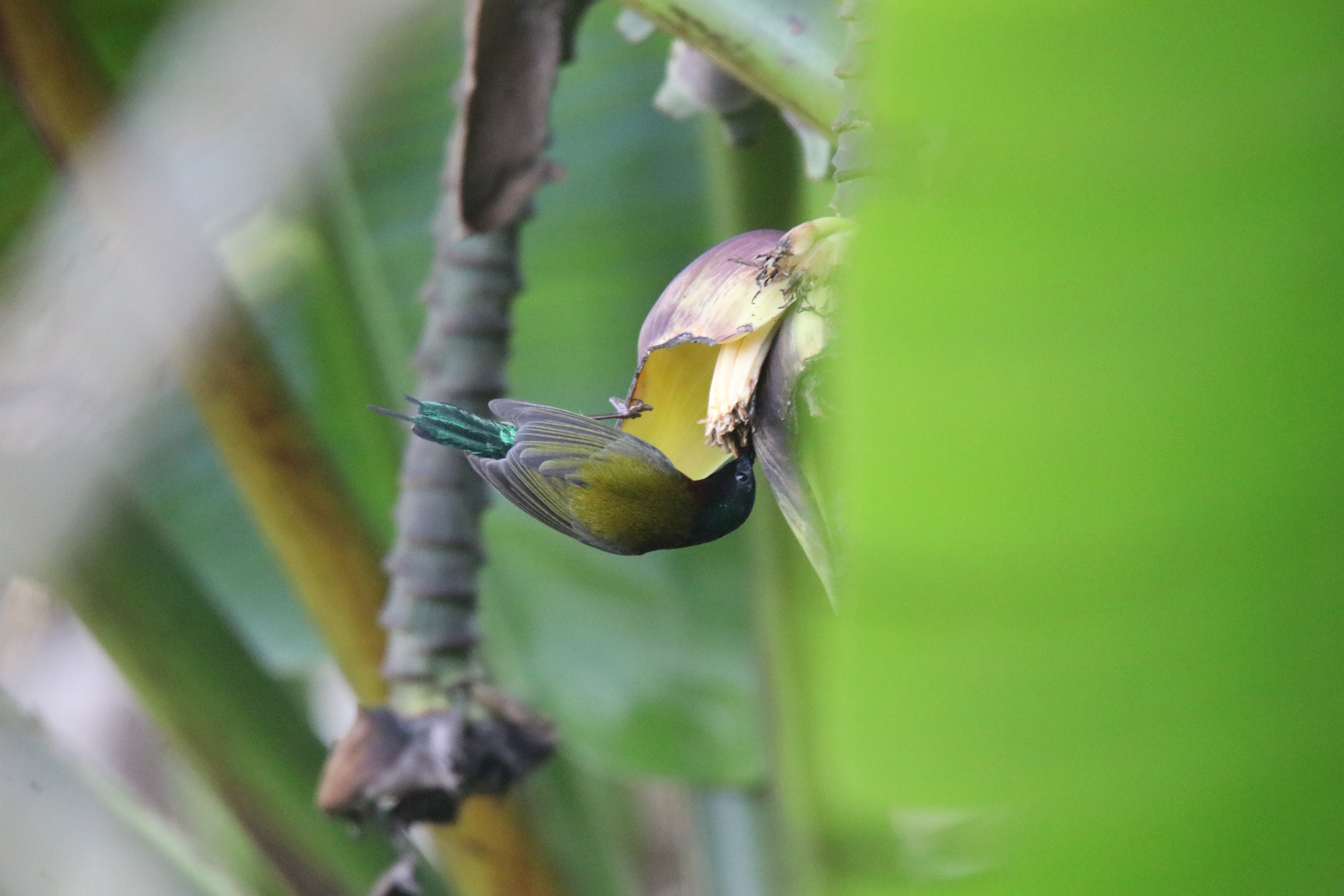 Fork-tailed sunbird feeding from a yellow banana blossom, clinging with dark head and olive-green wings.