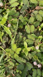 A top down view of many small and sensitive green leaflets of a mimosa pudica plant with several fuzzy pinkish white flower globes.
