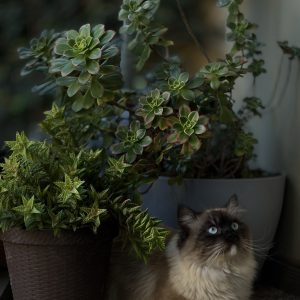 A long-haired Siamese or Ragdoll cat with blue eyes resting on a balcony between two potted succulents. The cat is looking up with a blurred background.