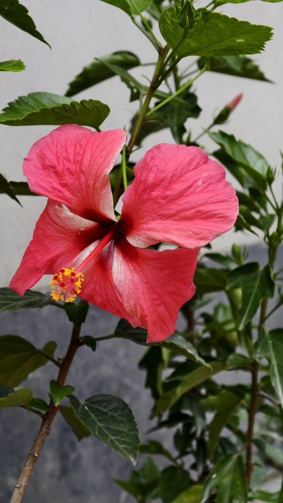 A bright red hibiscus flower with a long red and yellow stamen is in full bloom surrounded by green leaves.