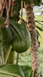 A large green unripe papaya fruit hangs from a thick patterned tree trunk next to broad green leaves in an outdoor garden.