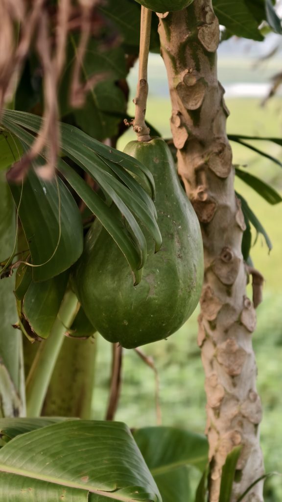 A large green unripe papaya fruit hangs from a thick patterned tree trunk next to broad green leaves in an outdoor garden.