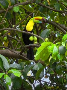 A colorful toucan is perched on a tree branch, surrounded by green leaves