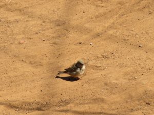 Small brown and grey bird standing on dry reddish dirt under bright sunlight, casting a shadow.