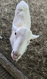 A white goat looking directly at the camera inside a farm enclosure, showing curiosity and calmness