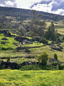 Dairy cattle and a rooster graze on terraced Andean pastures near Güicán, Boyacá, with rocky hills, eucalyptus trees, and forested slopes under a partly cloudy sky.