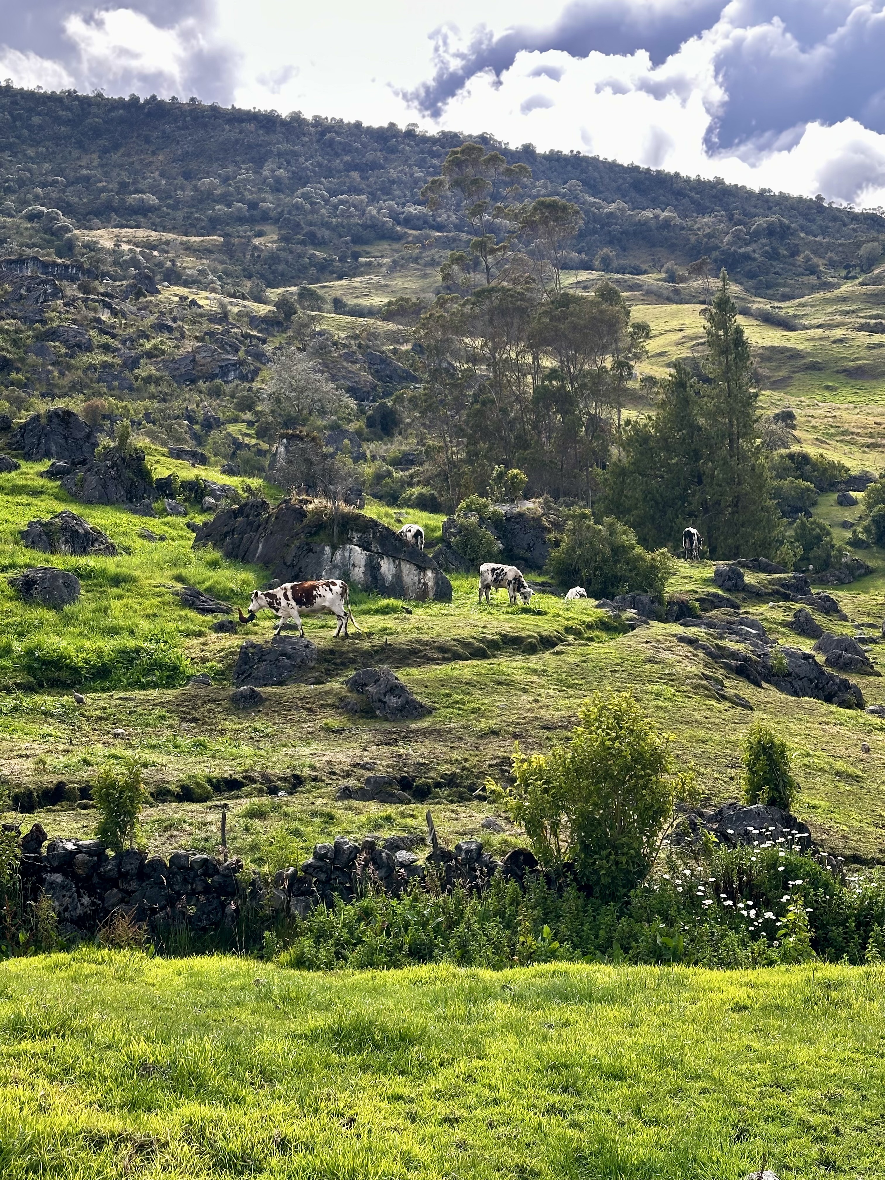 Dairy cattle and a rooster graze on terraced Andean pastures near Güicán, Boyacá, with rocky hills, eucalyptus trees, and forested slopes under a partly cloudy sky.