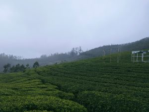 A serene landscape featuring lush green tea plantation rows extending across a gently sloping hill. In the background, a misty atmosphere envelops the scene, with trees faintly visible on the horizon. Structures made of bamboo are positioned in the foreground, possibly for agricultural use, adding to the tranquil rural setting.