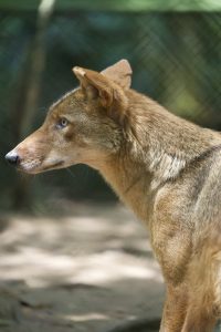 Young red wolf on the ground, showing reddish fur and natural posture.