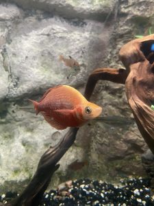 A close-up of a vibrant orange fish swimming in an aquarium.