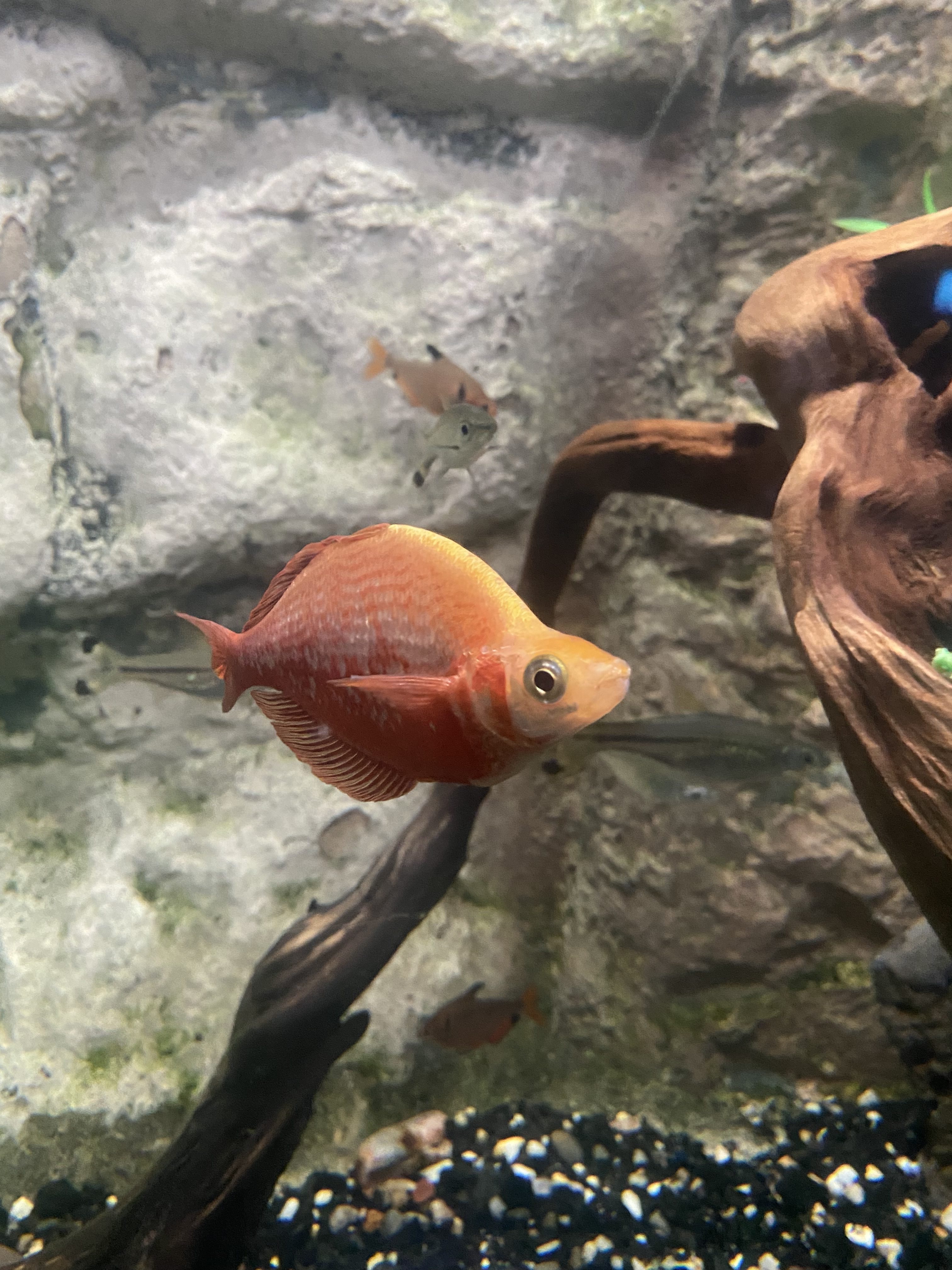 A close-up of a vibrant orange fish swimming in an aquarium.
