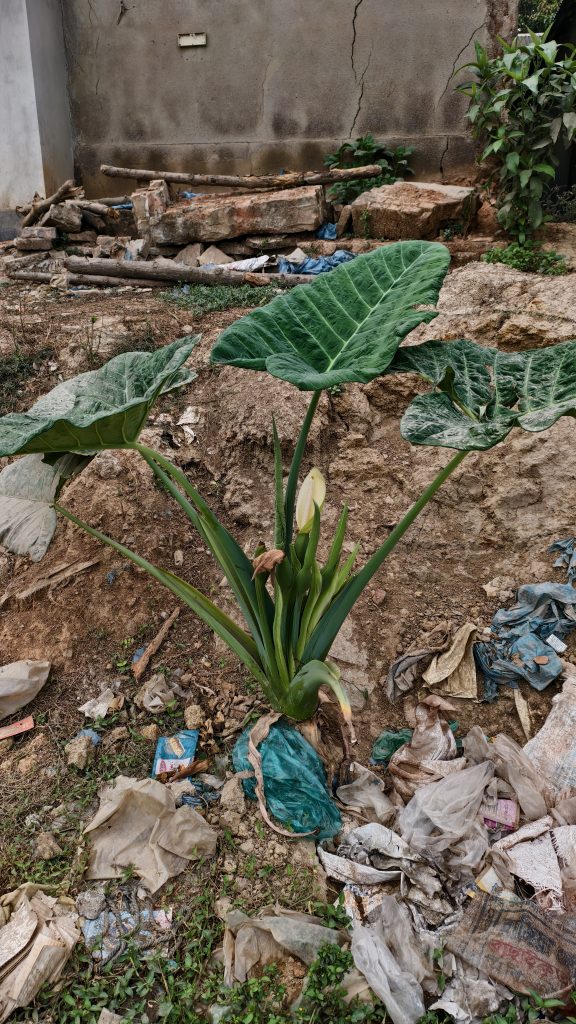 A large plant with broad green leaves and a budding flower grows in a trash-strewn area.
