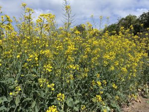Vibrant field of tall yellow canola flowers with green stems under a partly cloudy sky.