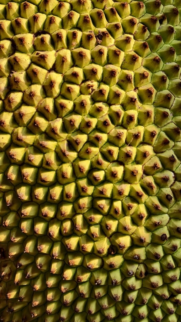 A close up top view of a jackfruit skin showing a dense pattern of yellow and green hexagonal spikes with brown tips.