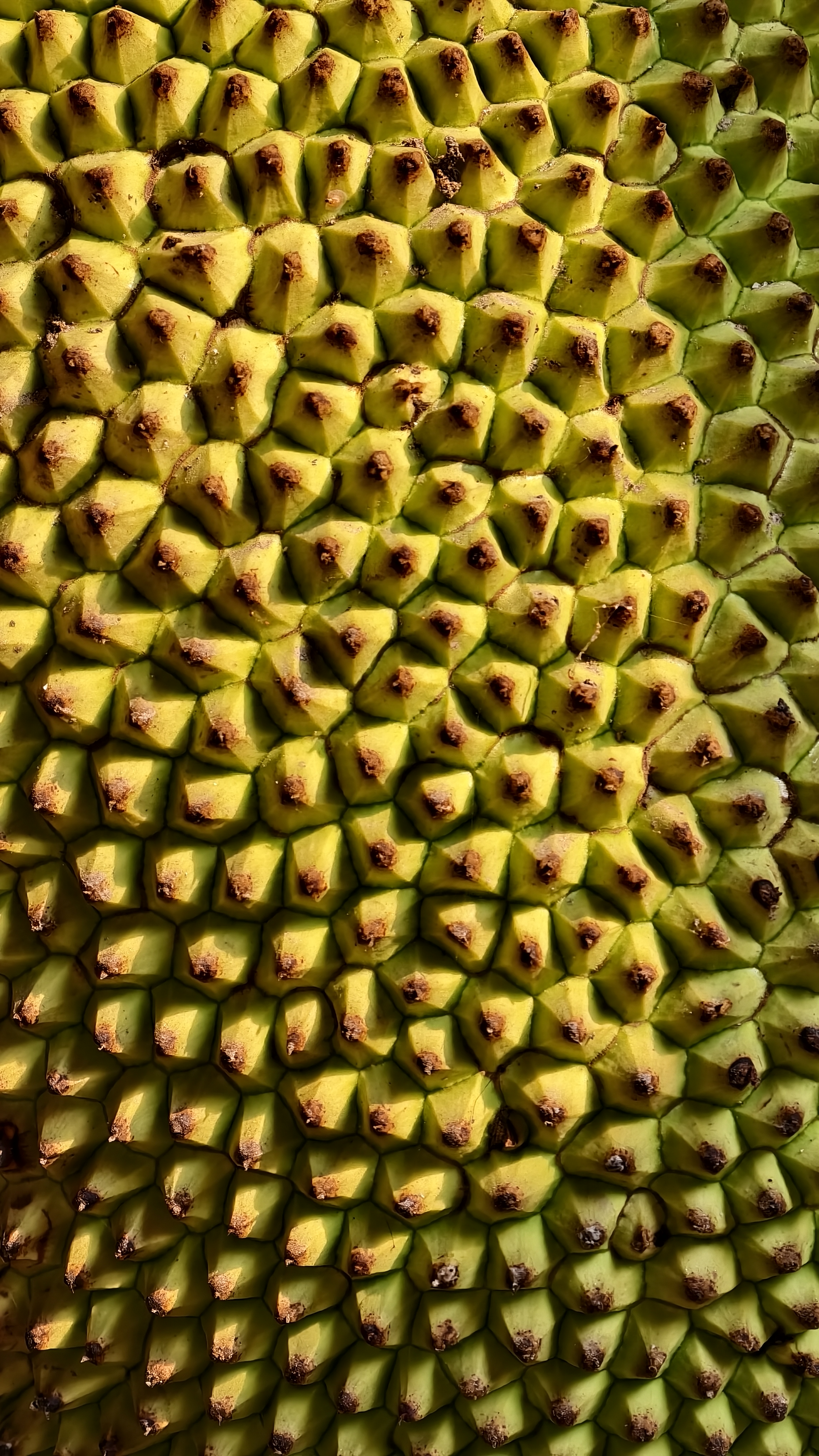 A close up top view of a jackfruit skin showing a dense pattern of yellow and green hexagonal spikes with brown tips.