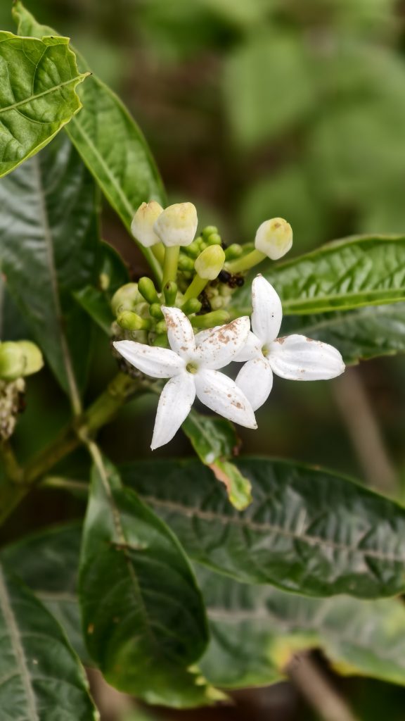 Two white star-shaped flowers with small brown spots bloom on a branch alongside several pale yellow and green flower buds.