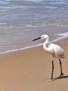 A white bird with long legs and a slender beak standing on a sandy beach near the water’s edge. 
