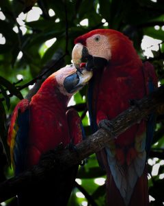 Two vibrant red macaws perched closely together on a branch, engaging in a gentle interaction. Their feathers display bright reds, blues, and yellows, while rich green foliage creates a soft, blurred background. The lighting is warm, highlighting the intricate details of their feathers and the tenderness of their posture.