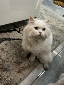 A white fluffy long-haired cat sits on a tiled floor beside a rug, looking up.