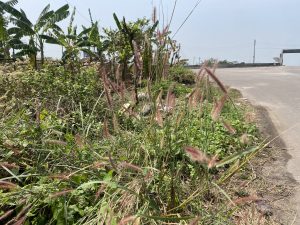 Tall grass with feathery pink tips grows beside a sunny, curved road. Green foliage and banana trees line the background under a clear sky.

