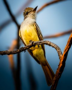 
A close-up photograph of a small bird perched on a branch. The bird has a grayish head and a yellow underbelly, with slight brown streaks on its wings.