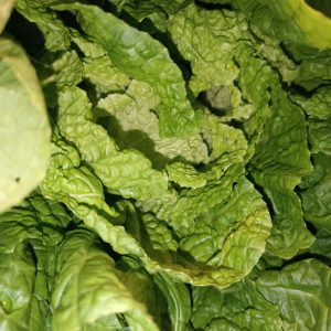 
A close-up view of fresh green lettuce leaves, showcasing their crinkled texture and vibrant color