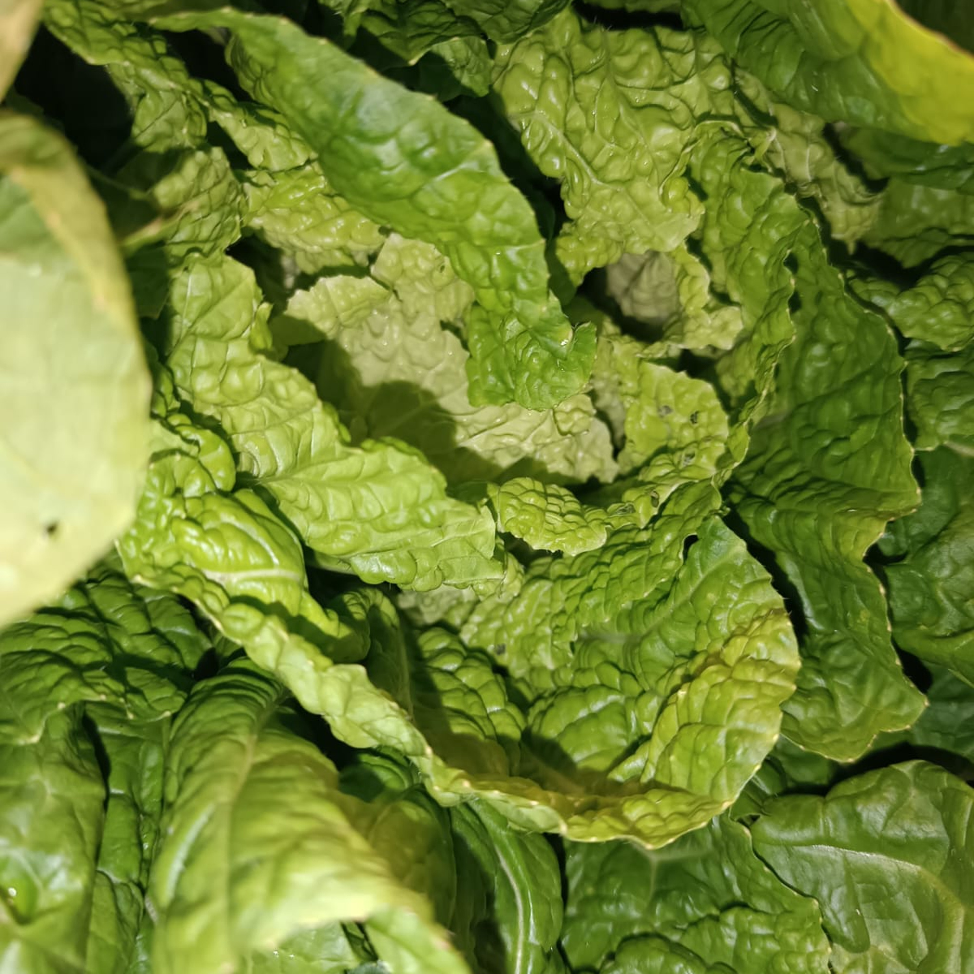 A close-up view of fresh green lettuce leaves, showcasing their crinkled texture and vibrant color