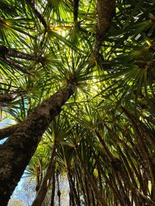 A view from below of tall, slender trunks of palm-like trees, with a dense canopy of long, fan-shaped green leaves overhead. Sunlight filters through the leaves, casting a warm glow in a natural setting.