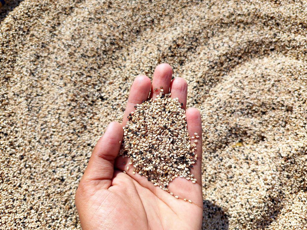 A hand holding a pile of small mixed seeds over a ground covered with similar seeds in bright sunlight.