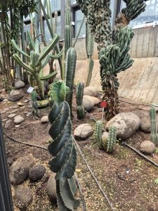 A variety of cacti are arranged in a garden setting, featuring different shapes and sizes. Prominent in the foreground is a long, twisting cactus with smooth, green pads, while several tall, upright cacti with ribbed surfaces rise in the background.