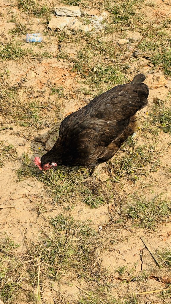 A black hen with a red comb forages on dry, cracked ground with sparse grass under bright sun.
