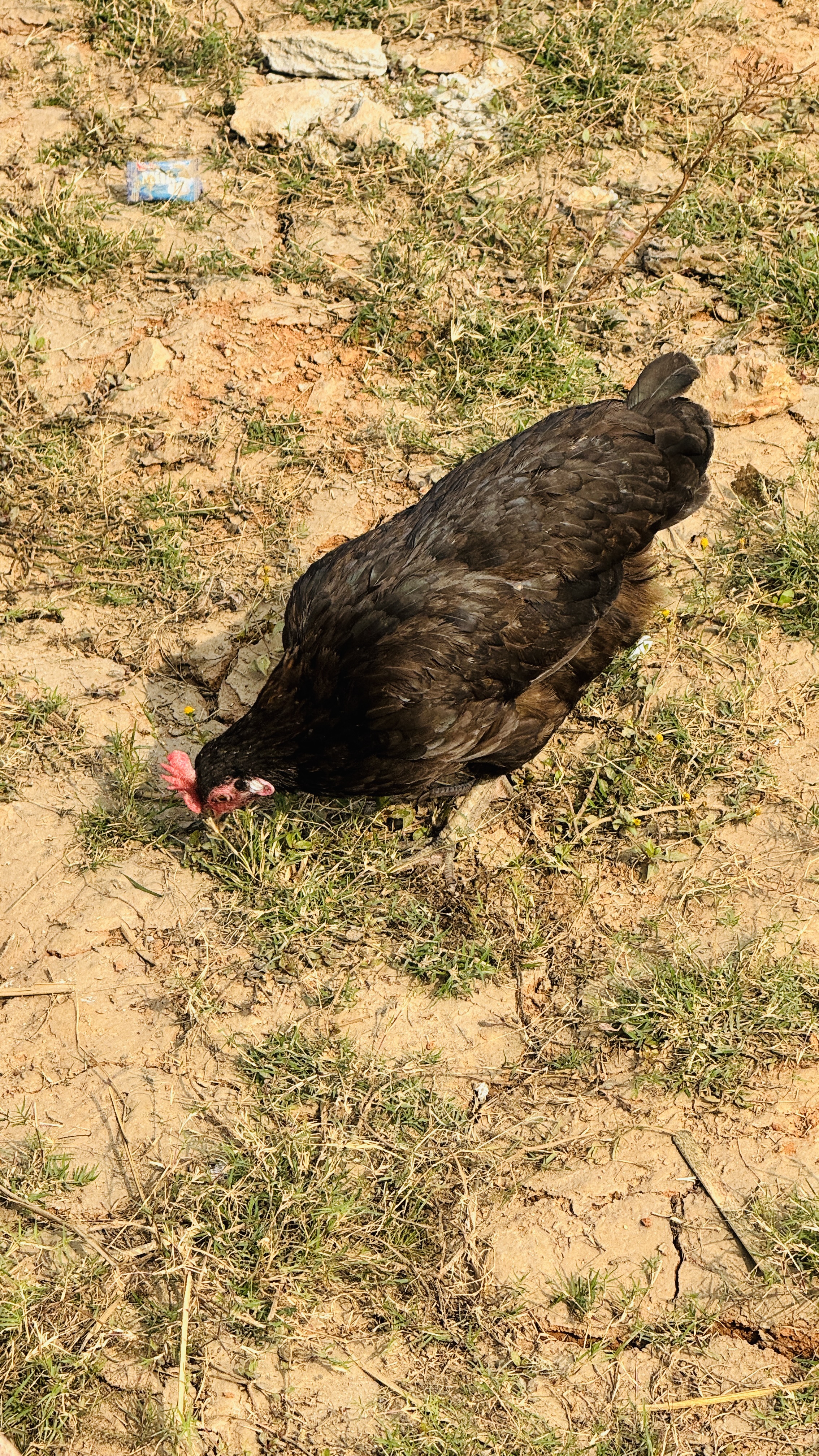 A black hen with a red comb forages on dry, cracked ground with sparse grass under bright sun.