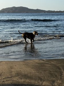 
A playful dog wades through shallow water at a beach, with gentle waves lapping at its legs.