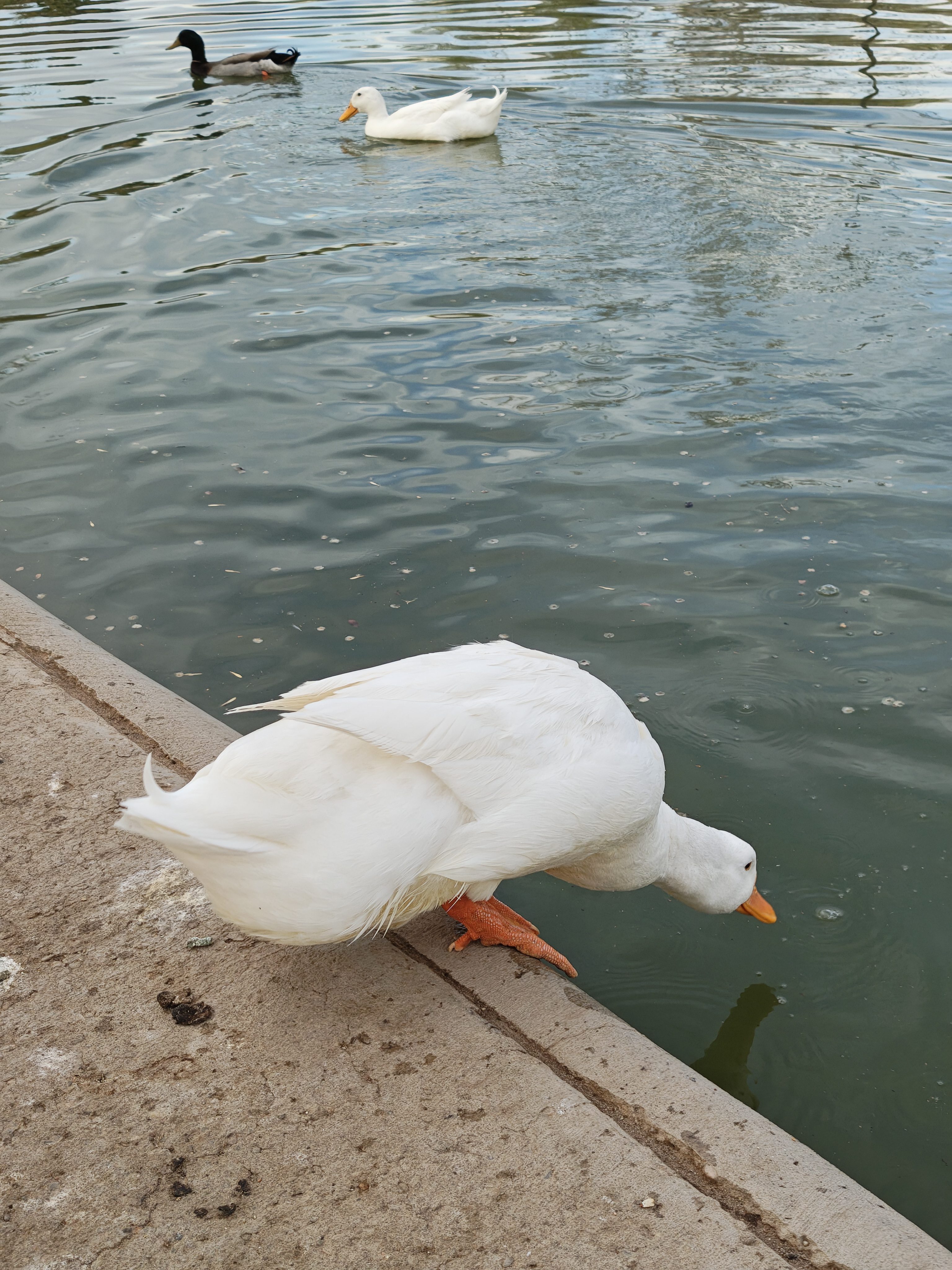 A white duck is leaning over the edge of a concrete platform, seemingly observing the water below. In the background, another duck, likely a mallard with a dark head and light grey body, is swimming in the pond