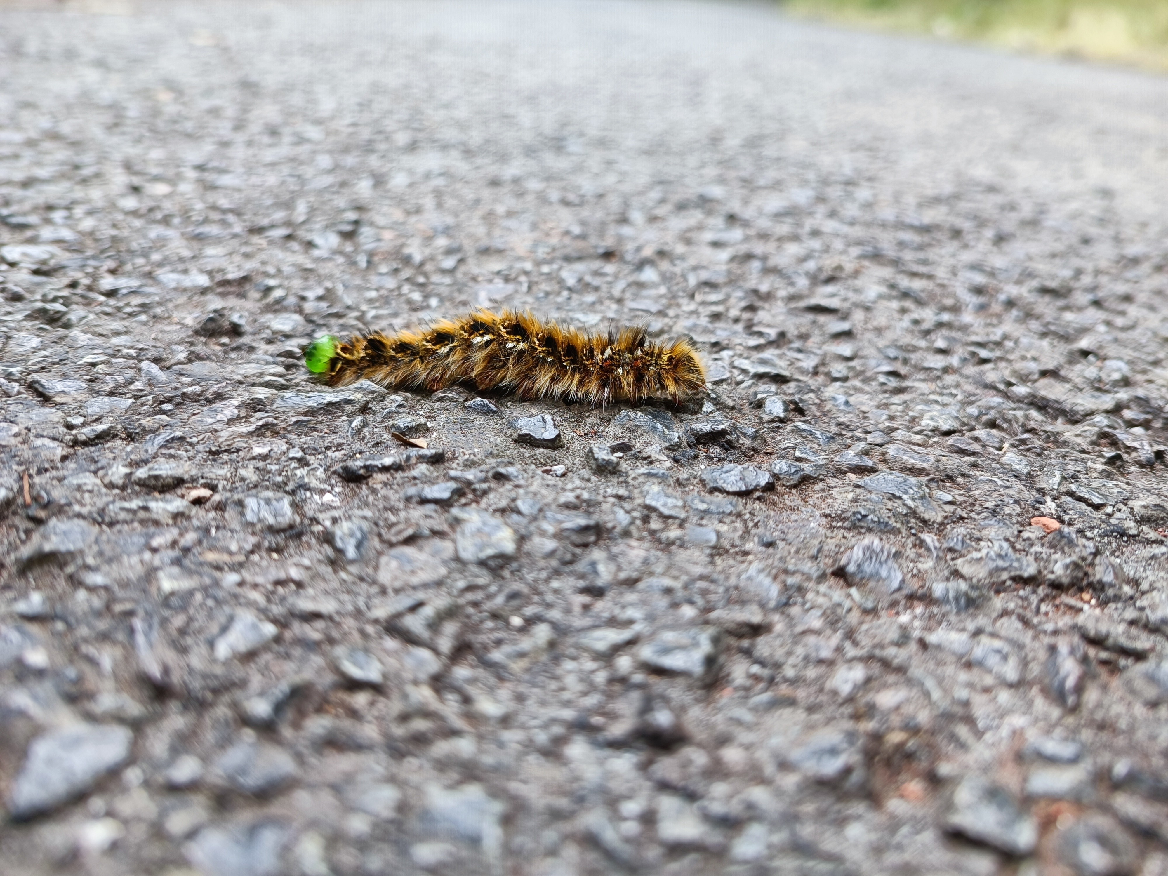 A fuzzy caterpillar with bright green and brown markings is crawling across a textured asphalt surface