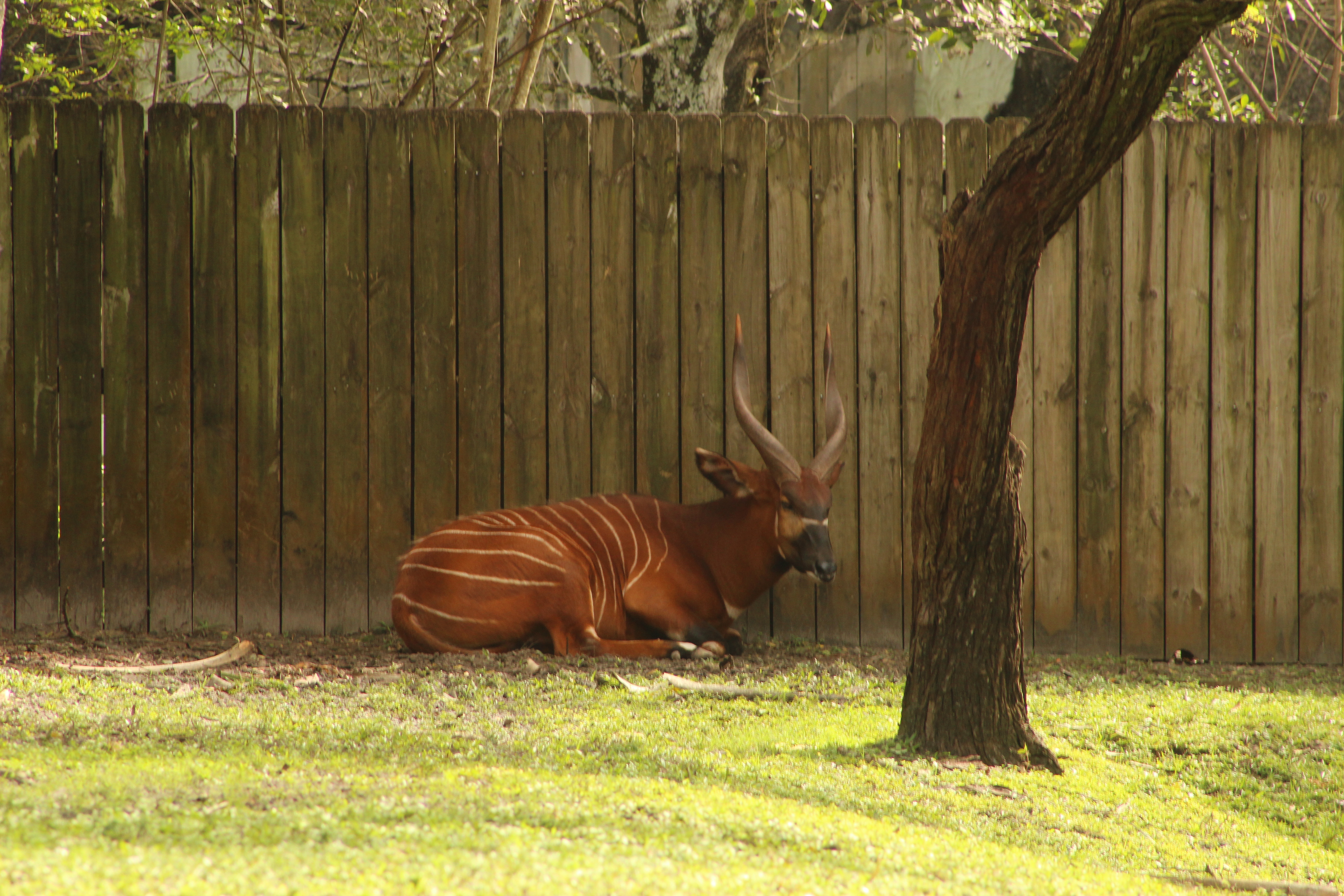 A bongo, a large antelope with a reddish-brown coat and white stripes, is resting on the grass beside a wooden fence. The animal has long, curved horns and is positioned near a tree, surrounded by a natural setting.