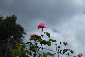 A tall pink rose stands prominently in the foreground with several buds and leaves around it, against a backdrop of cloudy skies. 