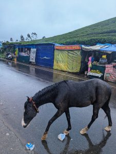 A wet black horse walks along a roadside, passing by a small market area with colorful tents and stalls. The landscape features rolling tea plantations in the background under a gray sky, suggesting rainy weather. Munnar 