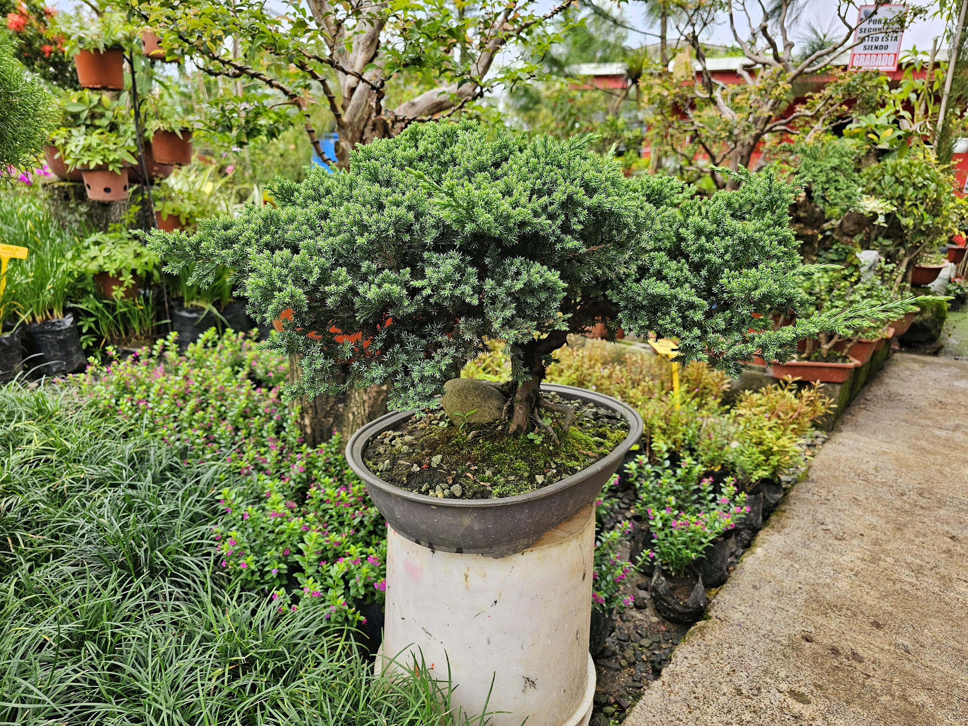 Pequeño árbol tipo bonsái en una maceta sobre un pedestal, rodeado de plantas y flores en un vivero al aire libre.