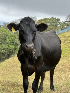 Close-up of a black cow with an ear tag standing in a grassy rural area.