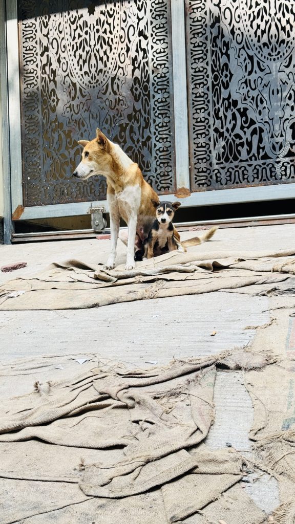 A tan and white dog sits on burlap sacks with a small puppy beside it, in front of a decorative metal gate under bright sunlight.
