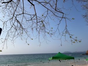 A beach scene featuring a clear blue sky and calm waves. In the foreground, there are bare tree branches with budding leaves along the top edge of the image. Below, green beach tents are set up on the sandy shore, with a few people swimming in the water. In the distance, gentle hills rise along the coastline.