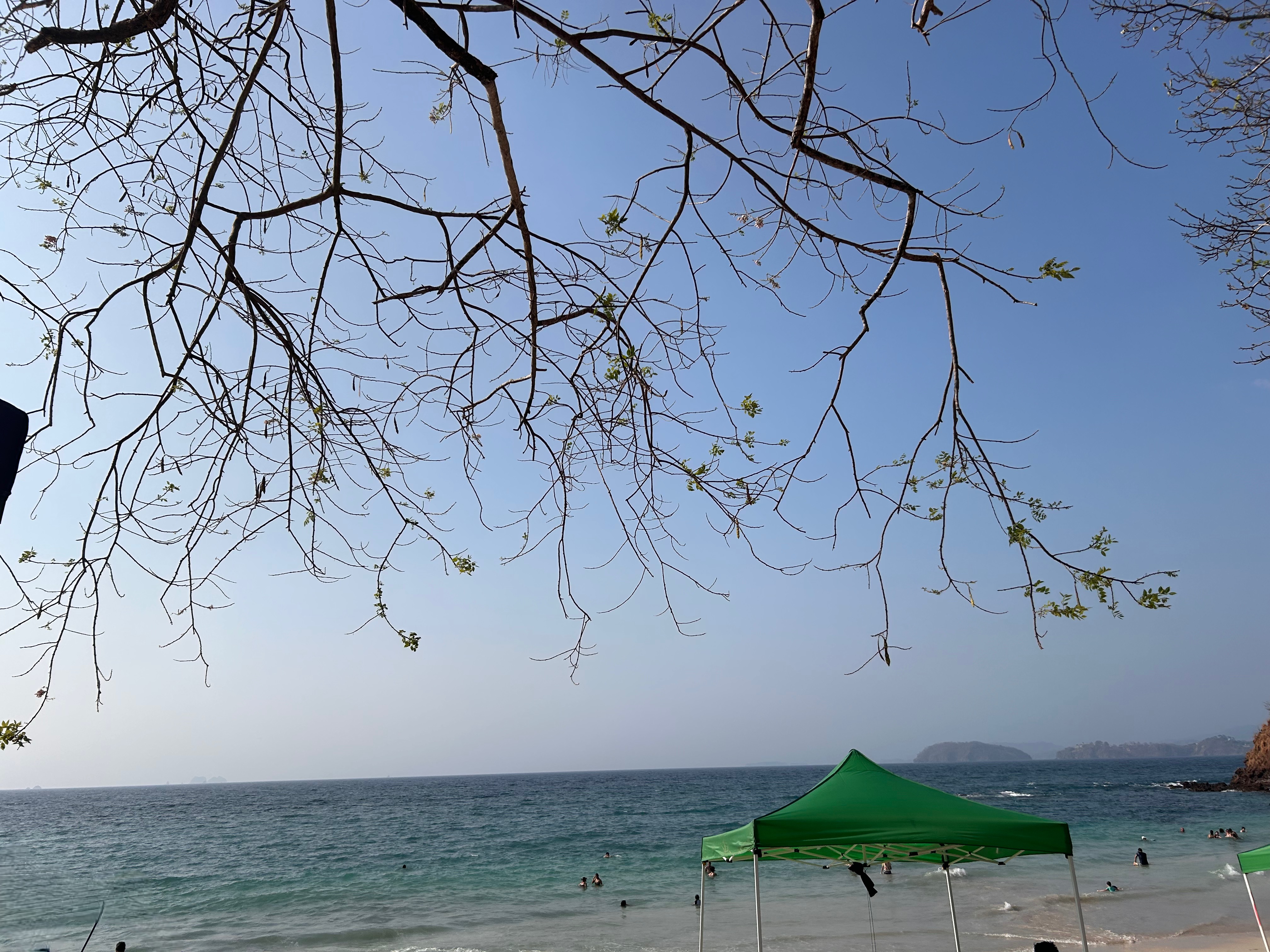 A beach scene featuring a clear blue sky and calm waves. In the foreground, there are bare tree branches with budding leaves along the top edge of the image. Below, green beach tents are set up on the sandy shore, with a few people swimming in the water. In the distance, gentle hills rise along the coastline.