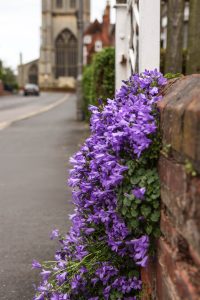A vibrant cluster of purple bellflowers spills over the edge of a rustic brick wall in the immediate foreground. In the soft-focused background, a quiet street leads the eye toward a grand, historic stone building with large gothic-style windows.